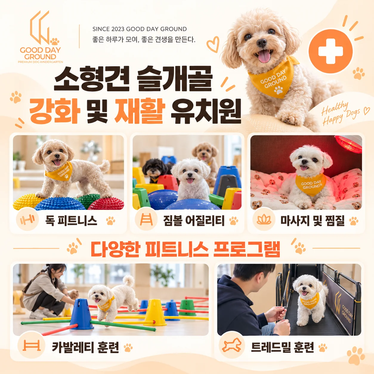 소형견 슬개골 강화 프로그램 안내: 독 피트니스, 짐볼 어질리티, 마사지 및 찜질, 카발레티 훈련, 트레드밀 훈련