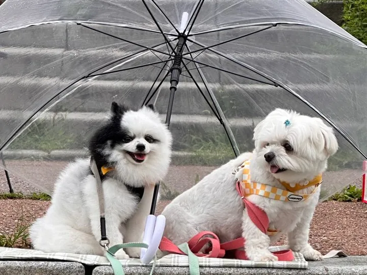 우산 아래에서 쉬는 산책 중인 소형견 두 마리