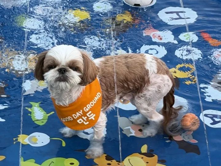 물놀이 매트 위에서 노는 소형견